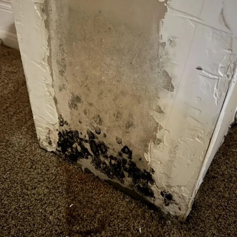 Professional Mold Removal in Edgeworth, PA